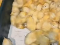 Chickens — 2-rasm