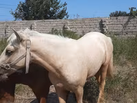 Айғыр, Azerbaijan horse — 2-сурет
