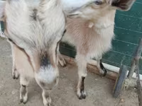 Echkilar (partiya, jinsi ko‘rsatilmagan), Alpine goat — 5-rasm