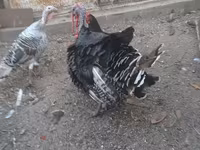 Turkeys — الصورة 6