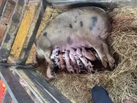 Schweine (Partie, Geschlecht nicht angegeben), Schweine — Foto 1