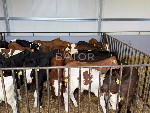 Toro, Simmental cattle