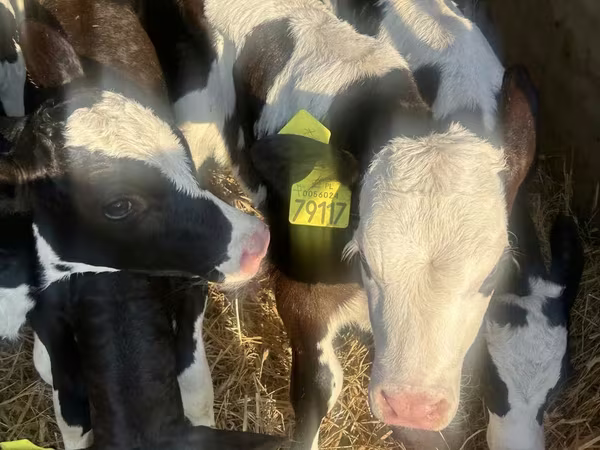 ІҚМ (топ, жынысы көрсетілмеген), Russian Black pied cattle