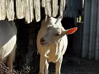 Ziege, Saanen goat — Foto 2