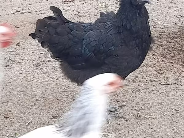 Australian Pit Game fowl