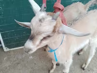 Echkilar (partiya, jinsi ko‘rsatilmagan), Alpine goat — 4-rasm