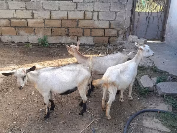 Cabra, Saanen goat