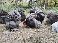 Brahma — Foto 4