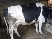 Kuh, Russian Black pied cattle — Foto 3