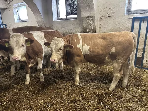 Toro, Simmental cattle