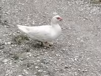 Domestic Muscovy — 4-rasm