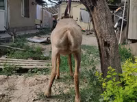 Carnero, Edilbay sheep — foto 4