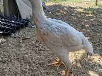 Chickens — الصورة 3