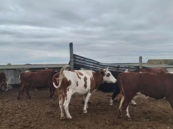 Kuh, Simmental cattle