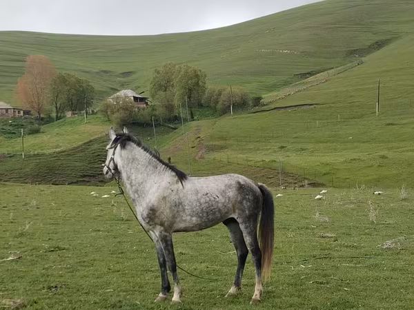 Hengst, Azerbaijan horse