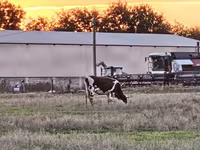 بقرة, Russian Black pied cattle — الصورة 2