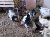 Chickens — Foto 5