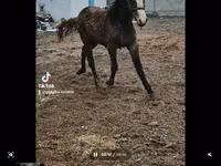 Yegua, Orlov Trotter — foto 1