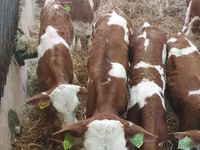 Bulle, Russian Black pied cattle — Foto 2