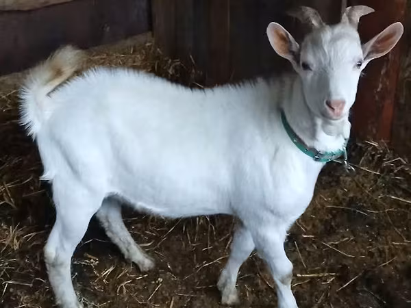बकरा, Saanen goat