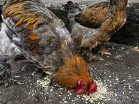 Brahma — foto 3