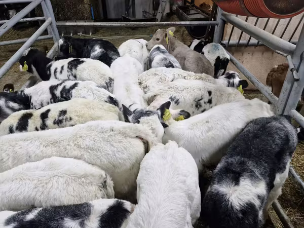 Bulle, Simmental cattle