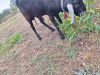 公山羊, Nubian Goat — 照片 5
