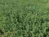 Yonca balyası - Məhsul: Yonca (Medicago sativa) – sahədən presslənmiş — Foto 3