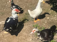 Nemis Pekin — 1-rasm