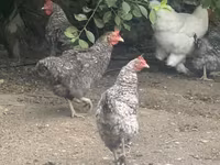 Gallina eslovena barrada — foto 1