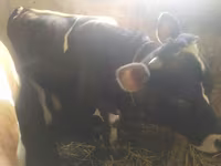 Cow, Simmental cattle — photo 6