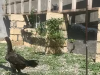 Chickens — फ़ोटो 1