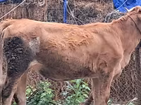 Buğa, Simmental cattle — foto 4