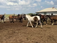 Hengst, Horse breed — Foto 8
