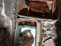 Chickens — फ़ोटो 4