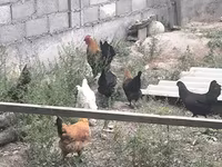 Chickens — 8-сурет