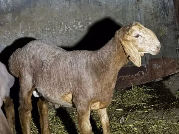 Widder, Arashan sheep