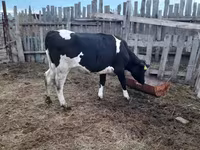 Kuh, Holstein-Rasse — Foto 2