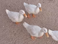 Ducks — الصورة 6