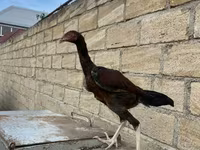ऑस्ट्रेलियन गेम — फ़ोटो 4