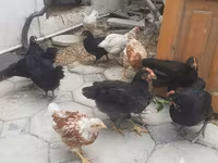 Chickens — 1-rasm