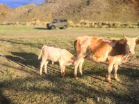 Cow, Cattle — photo 3