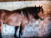 خيول (دفعة، الجنس غير محدد), Horse breed — الصورة 4
