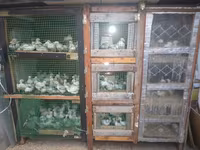 Cuce saxlamag ucun olan elde duzelmis taxdan DAM. 1 gunden — photo 1