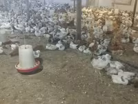 Chickens — 照片 2