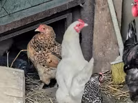 Chickens — 8-сурет