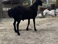 Widder, Hissar sheep — Foto 1