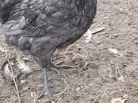 Australian Pit Game fowl — Foto 8