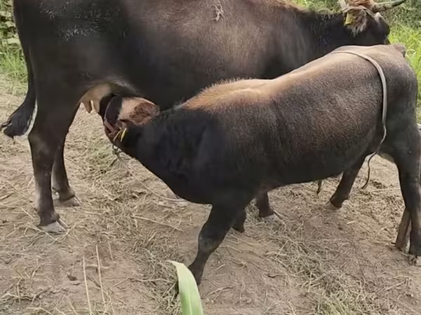 بقرة, الماشية