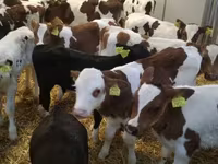 أبقار (دفعة، الجنس غير محدد), Simmental cattle — الصورة 1
